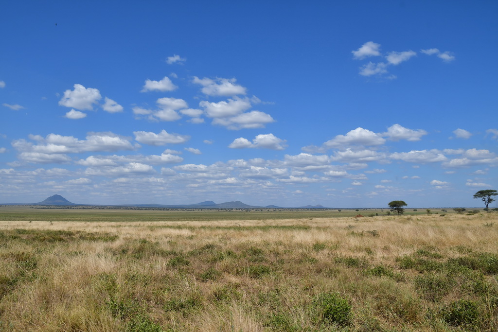 Tarangire NP